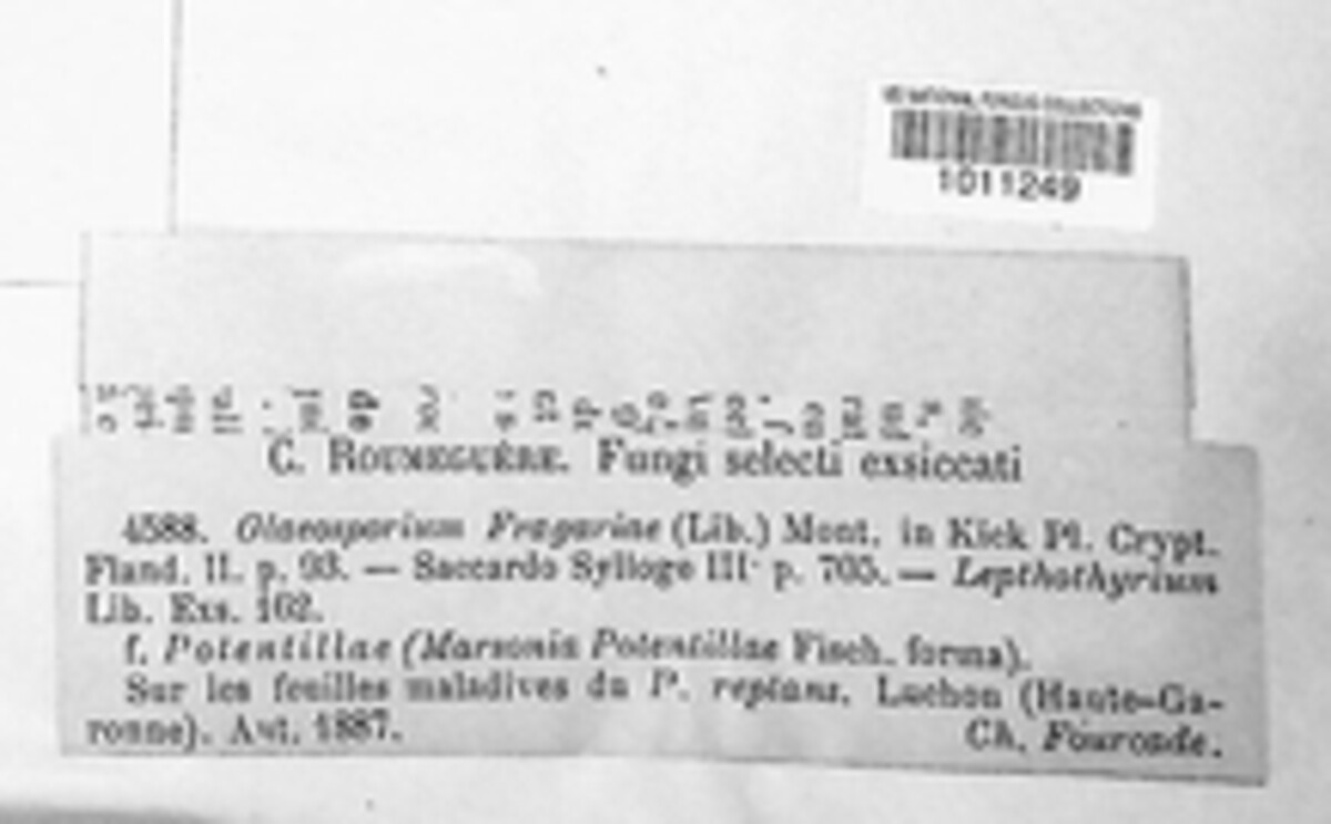 Gnomoniopsis comari image